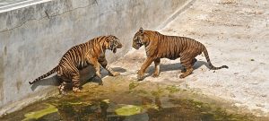 Beginning of fight Thai tiger farm